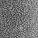 Supreme Supima Cotton Towels - Image 39